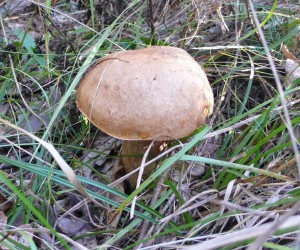 Белые грибы на полигоне с. Старое