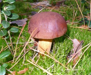 Польский гриб на полигоне Десна