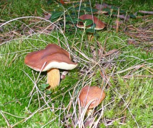 Польские грибы на полигоне Десна