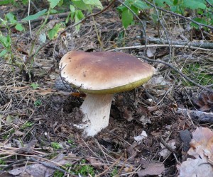 Белый гриб в Евминке