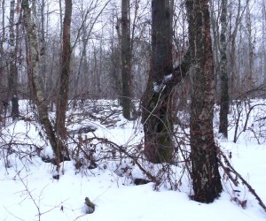 Зимний лес под Киевом
