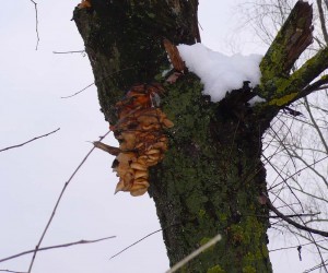 Семейство зимних грибов на дереве