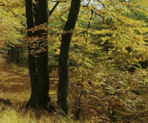 Поздней осенью буковый лес демонстрирует все великолепие своих красок, и как раз в это время здесь особенно много грибов 