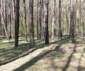 Сосновый лес под Броварами