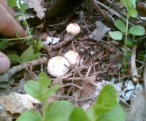 Майский гриб в лесу у Тарасовки