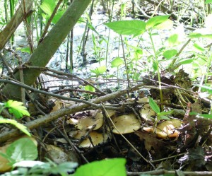 Майские грибы