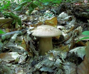 Крымский белый гриб