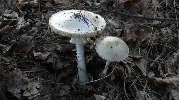 Бледная поганка - смертельно опасный гриб