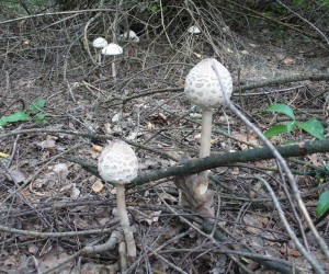 Под конец июля пошли грибы-зонтики!