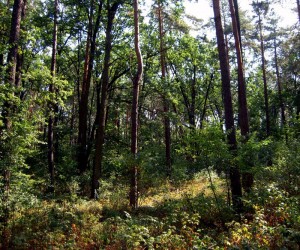 Лес под Броварами