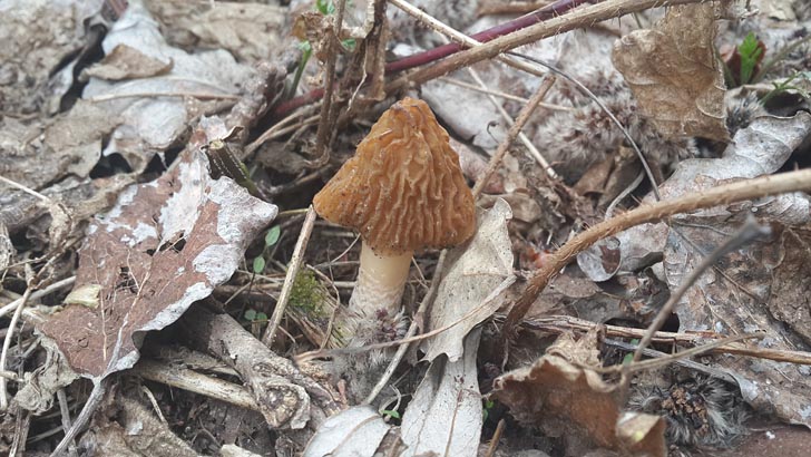 Сморчковая шапочка - весенний гриб
