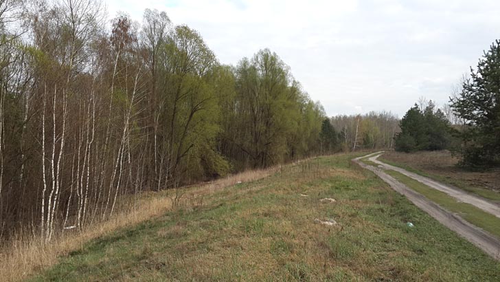Лес на окраине Киева, в котором весной  растут сморчковые грибы