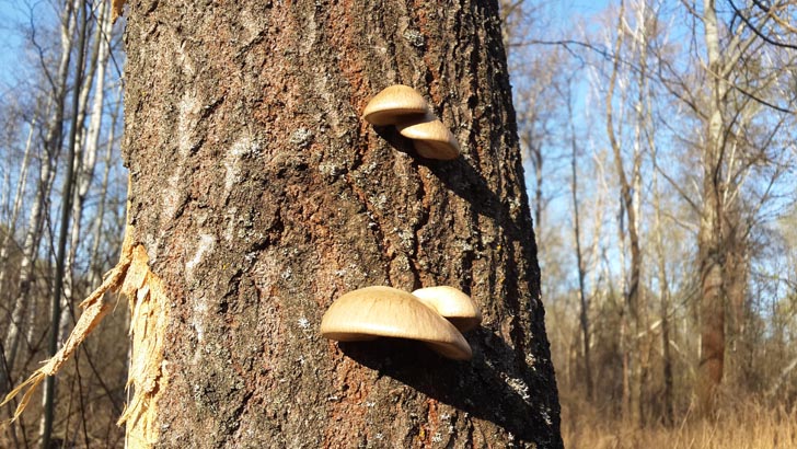 Вешенка покрытая - первый гриб  сезона 2014-го года