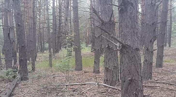 Приятный лес у с. Калиновка