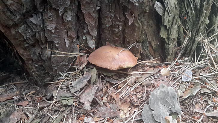 Польский гриб под сосной