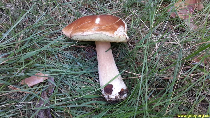 Белый гриб в Залесье