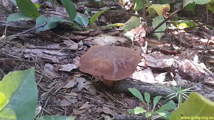 Польский гриб в лесу у с. Залесье