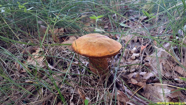 Летний гриб - дубовик оливково-бурый