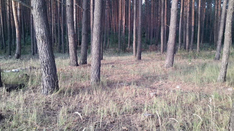 Старый сосновый лес - Залесье