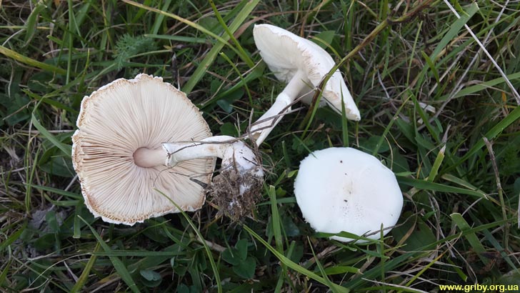 Белошампиньон румянящийся - описание гриба