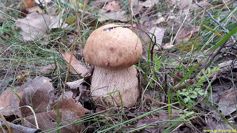 Грибы в октябре. Белый гриб