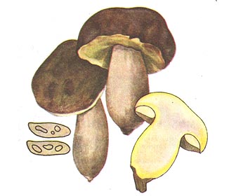 Боровик желтый (Полубелый гриб)