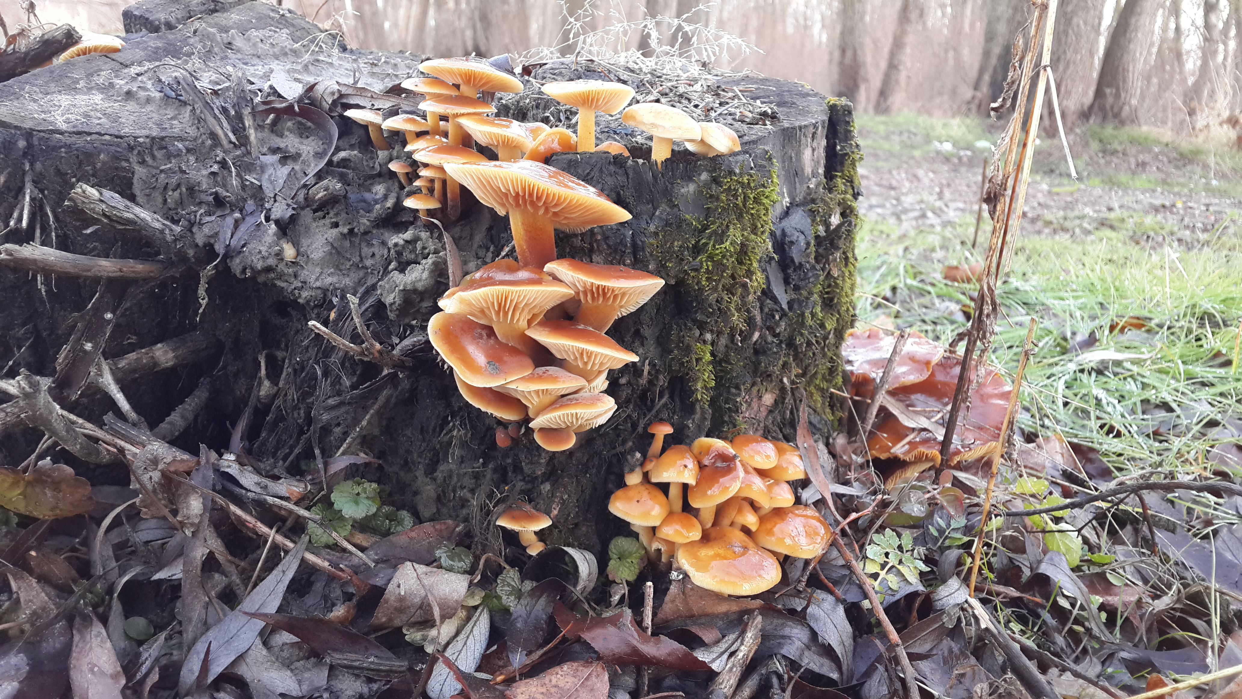 Фламмуліна - типовийй гриб грудня