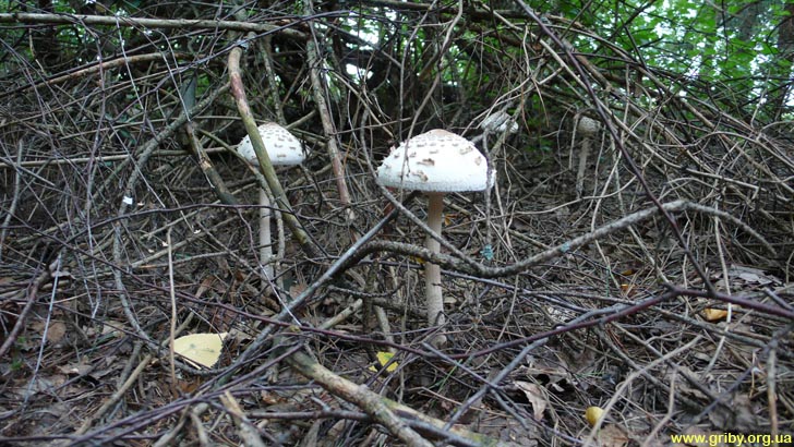 Июльские грибы-зонтики