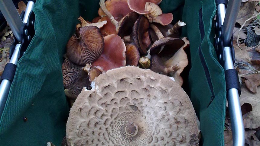 Припозднившиеся осенние грибы в декабре