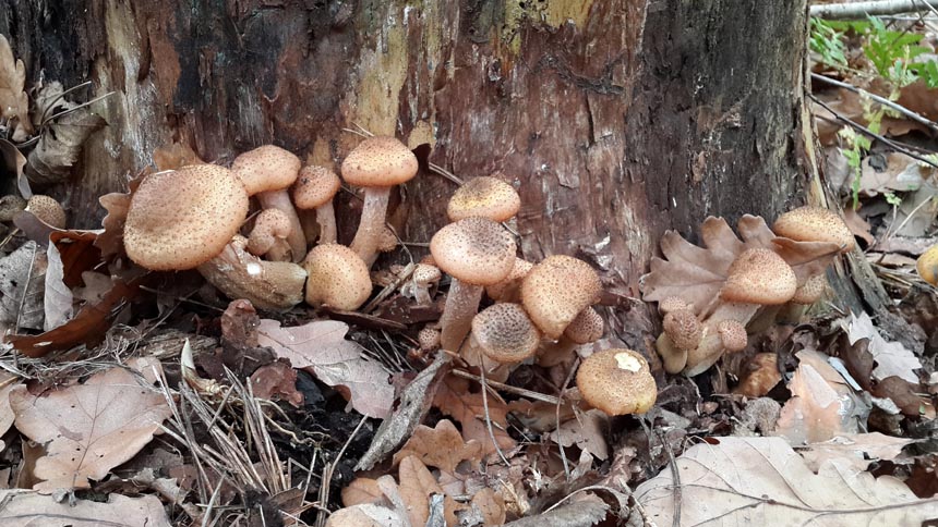Осенние опята - грибы ноября