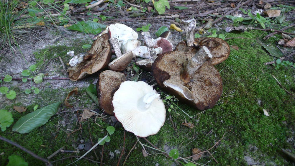 Летние грибы в Антоновке