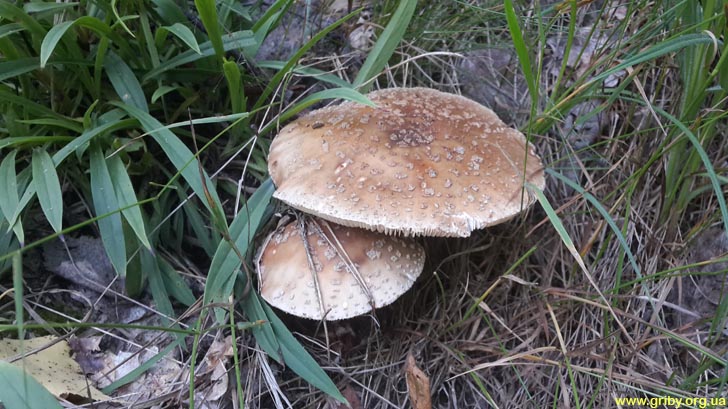 Съедобный гриб июня - мухомор краснеющий