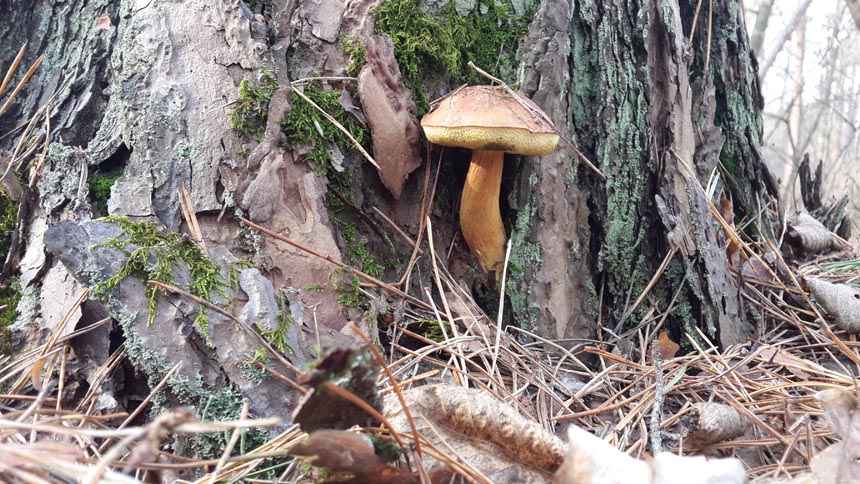 Польский гриб в ноябре