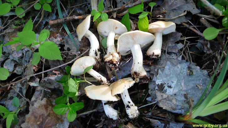 Майский гриб или Рядовка майская - Calocube gambosum