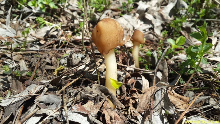 Шапочка коническая - весенний гриб