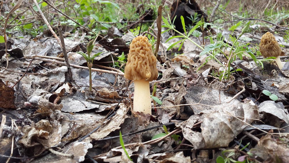 Сморчковая шапочка - типичный гриб апреля