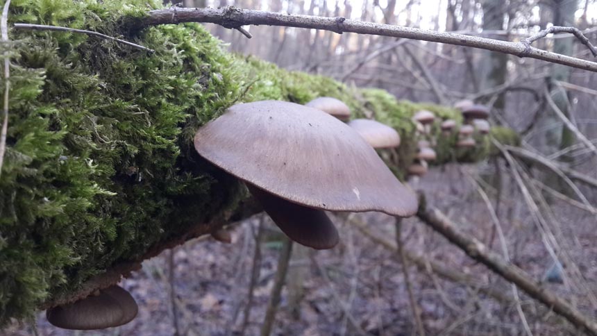 Декабрьские грибы вешенки