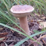 Такой интересный белый гриб