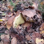 Белые грибы - переростки