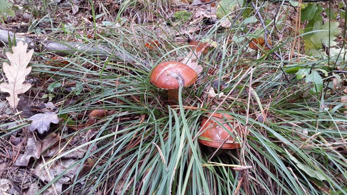 Опять польские грибы, под травой