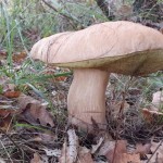 Белый гриб-гигант